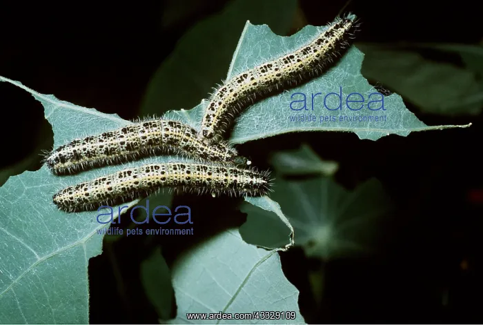 : Large White Butterfly Caterpillars - devastating cabbage : Large White Butterfly Caterpillars - devastating cabbage