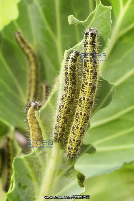 : Large White Butterfly caterpillars feeding on cabbage : Large White Butterfly caterpillars feeding on cabbage