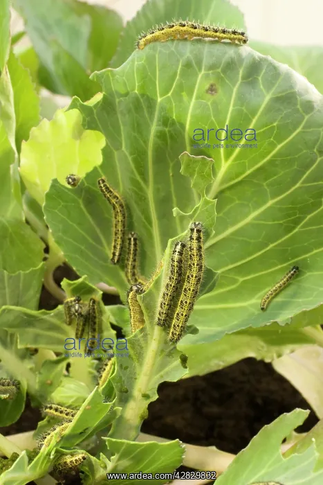 : Large White Butterfly caterpillars feeding on cabbage : Large White Butterfly caterpillars feeding on cabbage