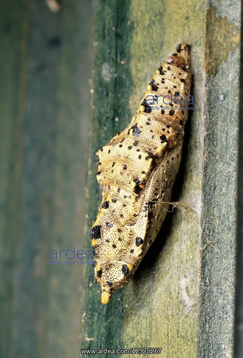: Large White Butterfly - Chrysalis : Large White Butterfly - Chrysalis