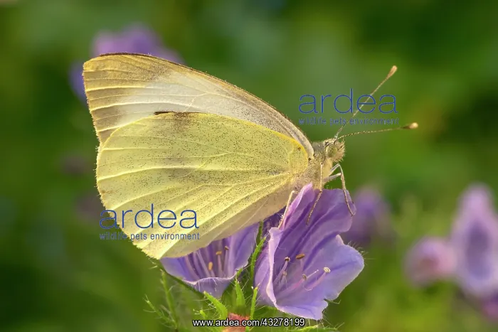 : Large White butterfly on Echium : Large White butterfly on Echium