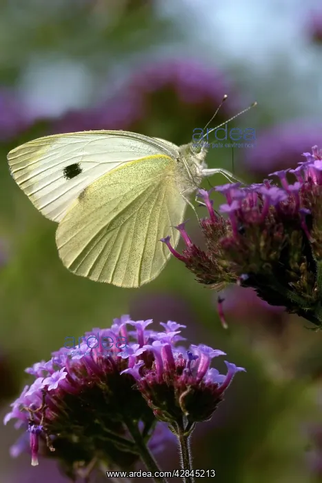 : A large White butterfly - feeding on the purple : A large White butterfly - feeding on the purple