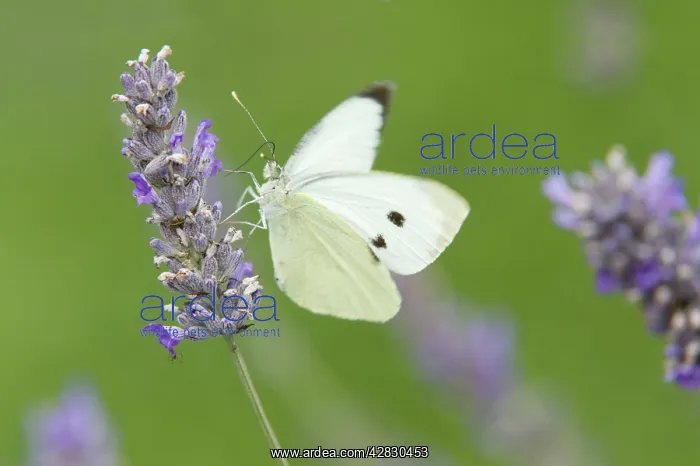  : Large White Butterfly - female feeding on Lavender flower