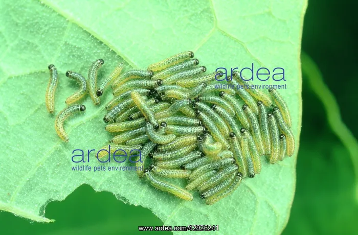  : LARGE WHITE BUTTERFLY - LARVA  /  Caterpillar MASS