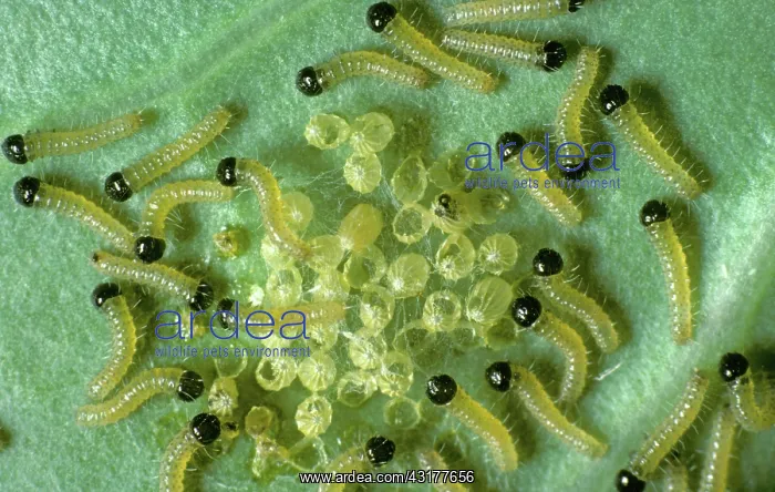 : Large White Butterfly Larvae : Large White Butterfly Larvae