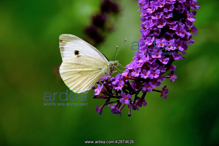: Large White Butterfly on Lilac : Large White Butterfly on Lilac