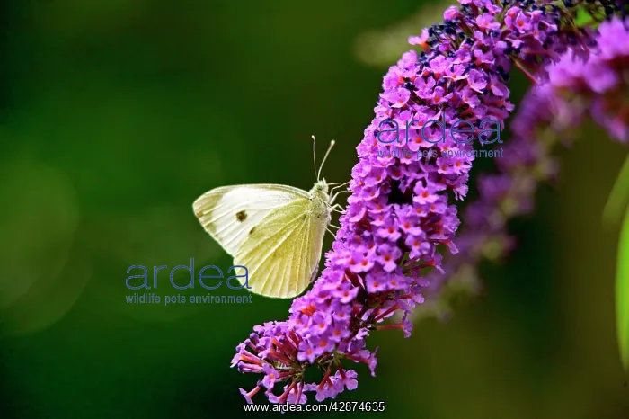 : Large White Butterfly on Lilac : Large White Butterfly on Lilac