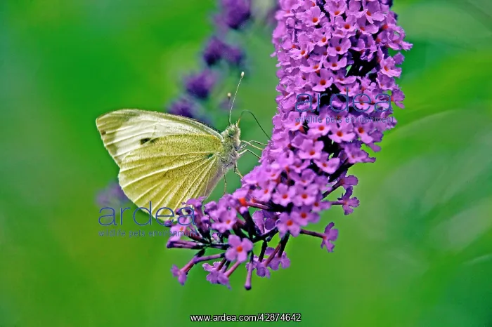 : Large White Butterfly on Lilac : Large White Butterfly on Lilac