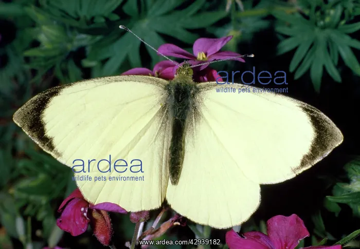 : Large White Butterfly - male : Large White Butterfly - male