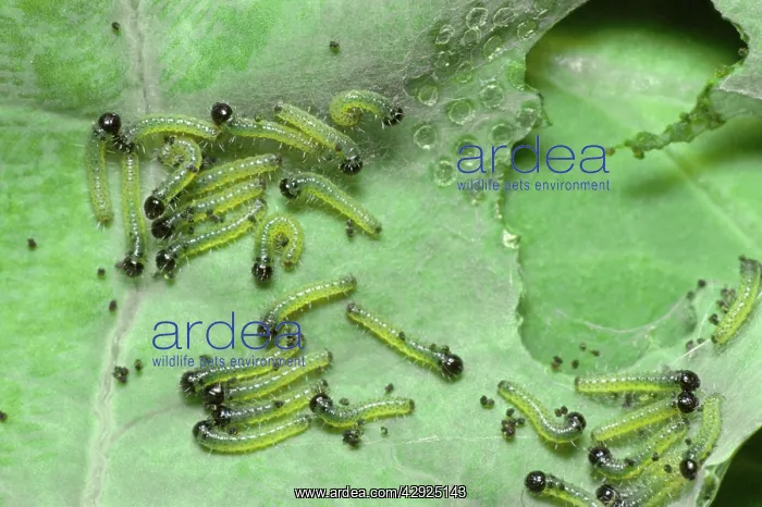 : Large White Butterfly - Young Caterpillars : Large White Butterfly - Young Caterpillars