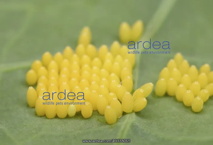  : Large White Caterpillar - eggs laid on brassica