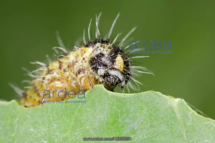 : Large White - caterpillar feeding on brassica : Large White - caterpillar feeding on brassica