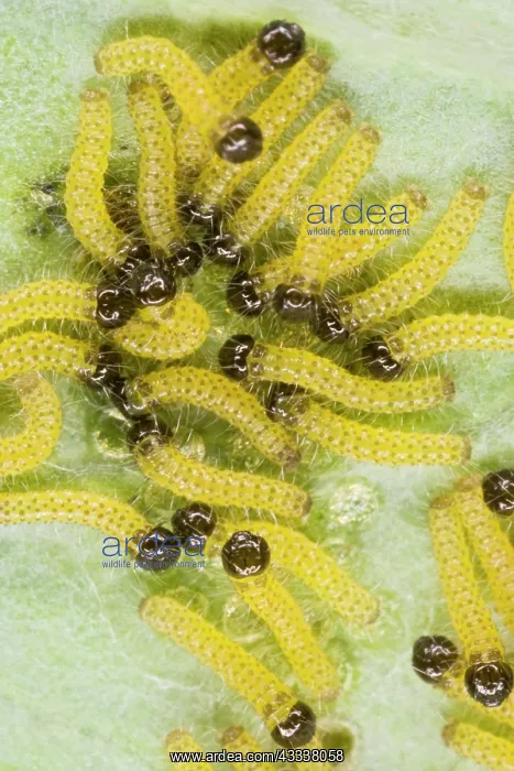 : Large white - caterpillars feeding on brassica : Large white - caterpillars feeding on brassica