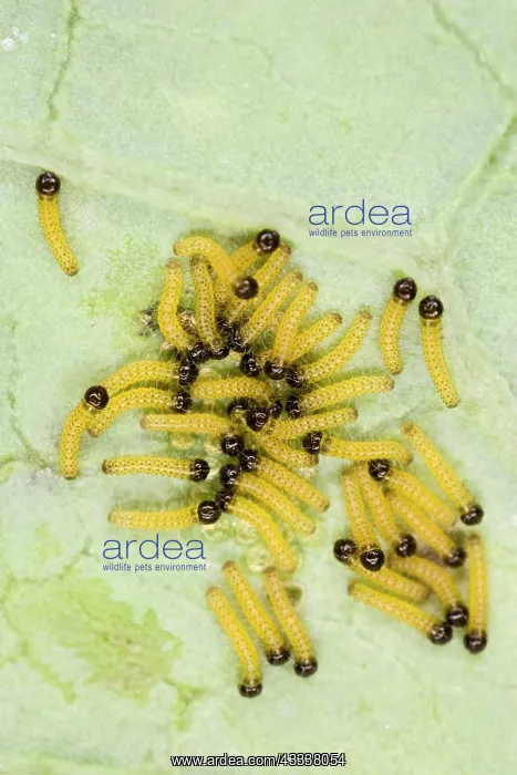 : Large white - caterpillars just hatched : Large white - caterpillars just hatched