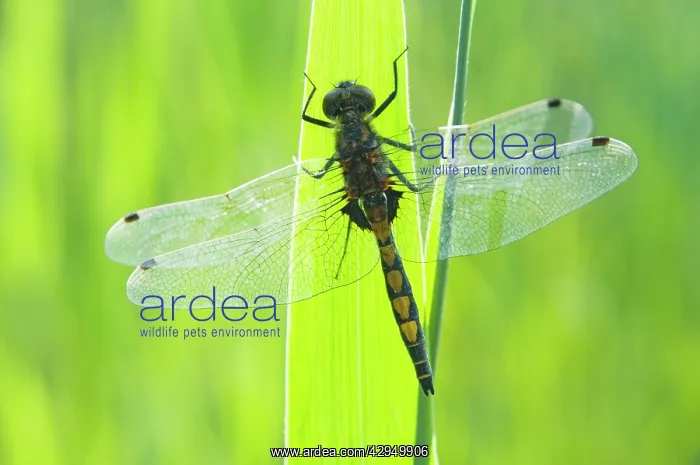 : Large white-faced darter - Male : Large white-faced darter - Male