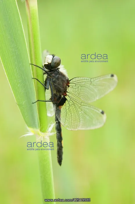 : Large white-faced Darter - Male : Large white-faced Darter - Male