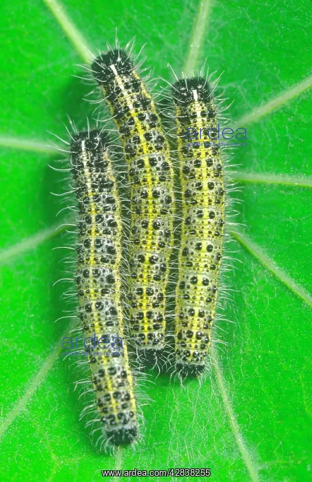 : Large White - Larvae on Nasturtium Leaf : Large White - Larvae on Nasturtium Leaf