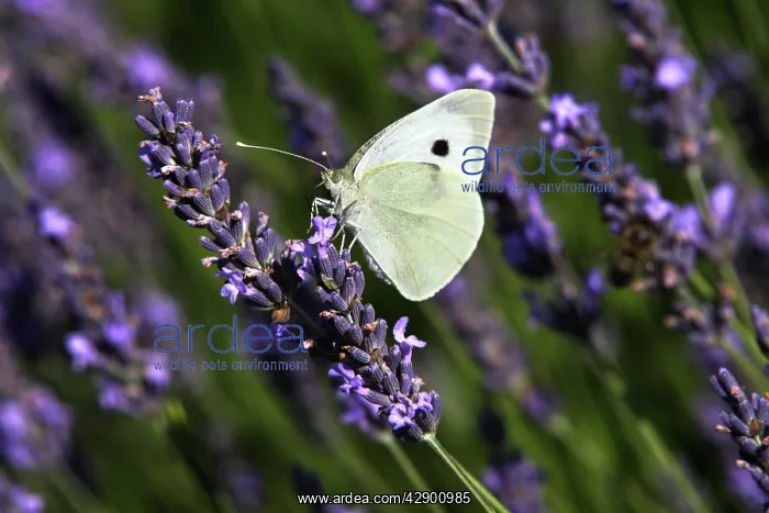 : Large White - on lavendar : Large White - on lavendar