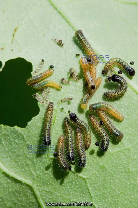 : Large White - Newly hatched caterpillars eating : Large White - Newly hatched caterpillars eating