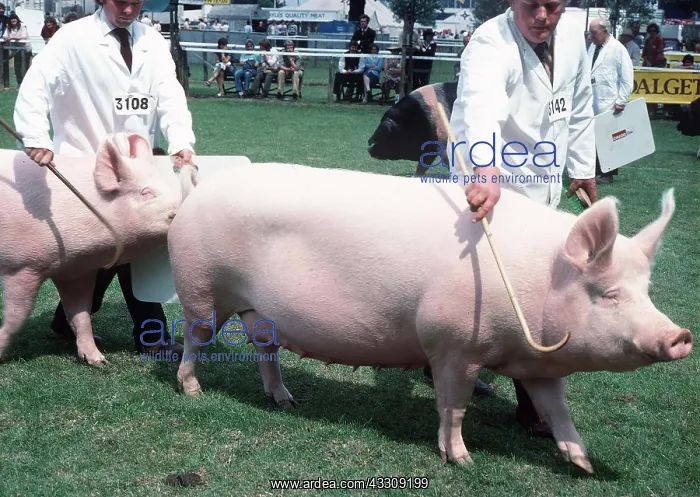 : LARGE WHITE PIG - At show : LARGE WHITE PIG - At show