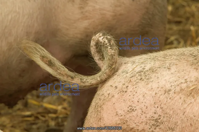  : Large White Pig - close-up of tail
