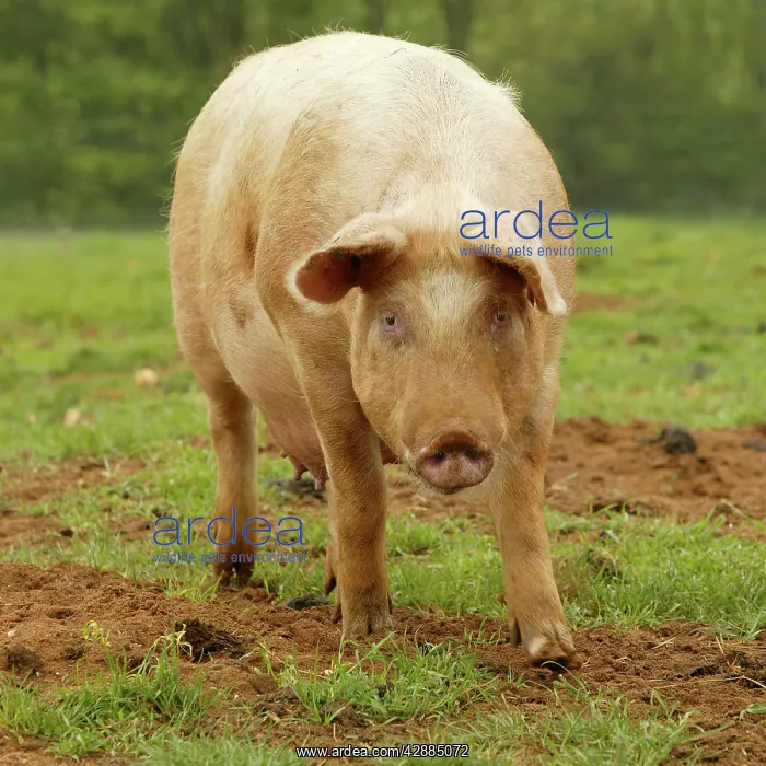  : Large White Pig - In field