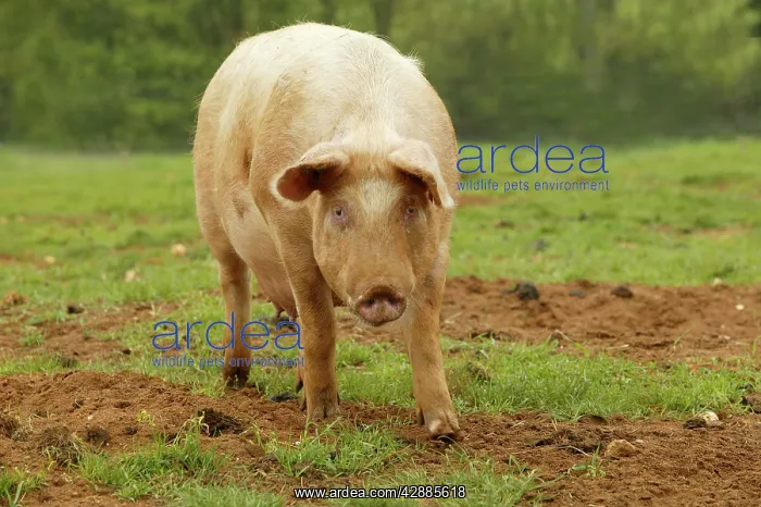  : Large White Pig - In field