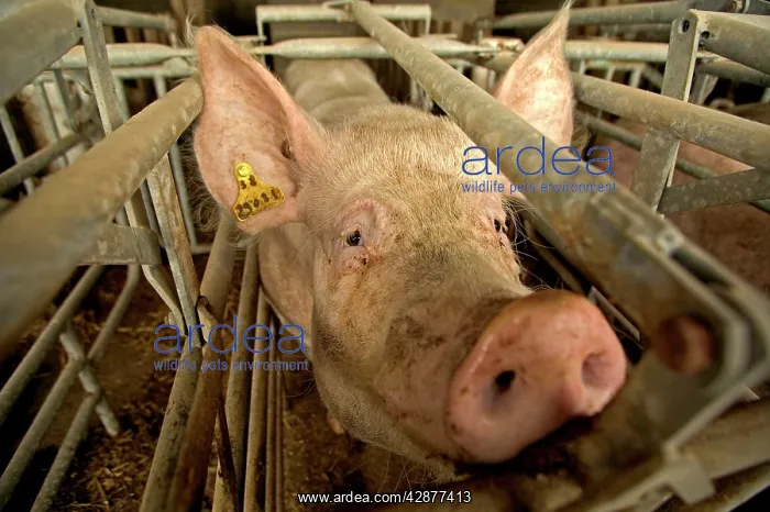  : Large White PIG - in pen