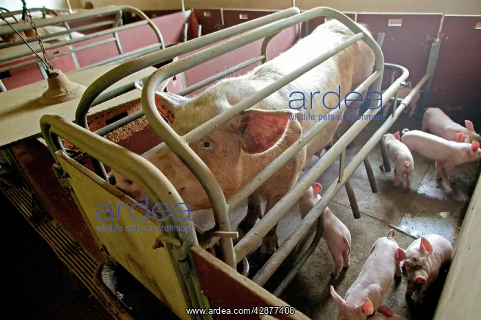  : Large White PIG - in pen, adult with piglets