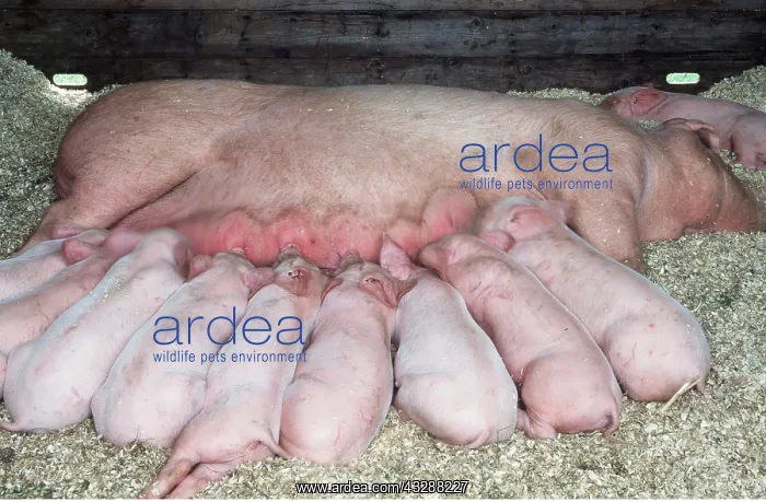 : LARGE WHITE PIG - sow feeding nine very young piglets : LARGE WHITE PIG - sow feeding nine very young piglets