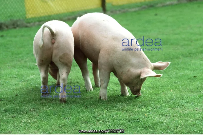 : Large White Pigs : Large White Pigs