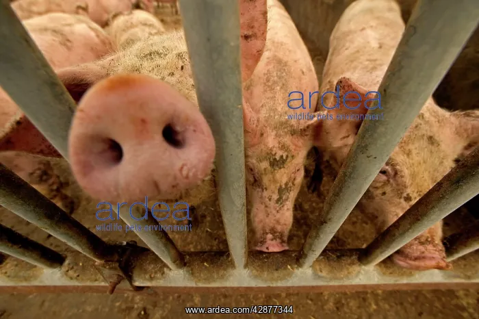  : Large White PIGS E behind bars in pen
