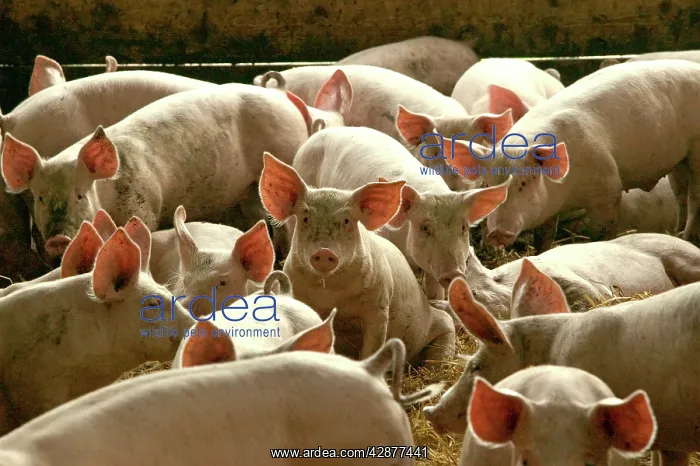  : Large White PIGS - in pen