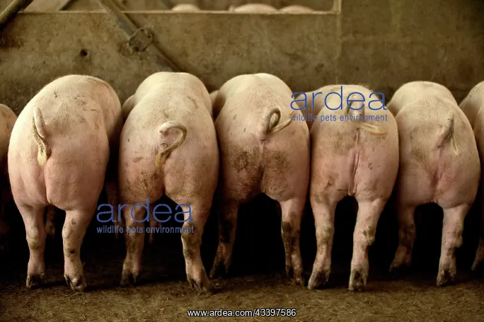 : Large White PIGS - rear view, lined up in pen : Large White PIGS - rear view, lined up in pen