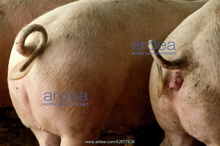 : Large White PIGS - rear view showing curly tails : Large White PIGS - rear view showing curly tails