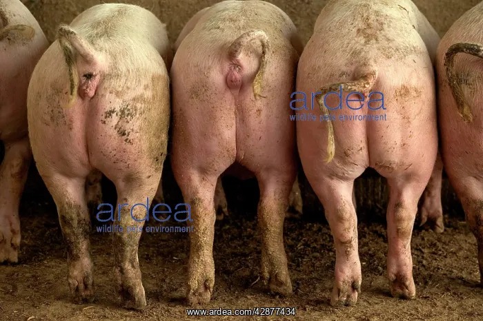 : Large White PIGS - rear view, showing curly tails : Large White PIGS - rear view, showing curly tails
