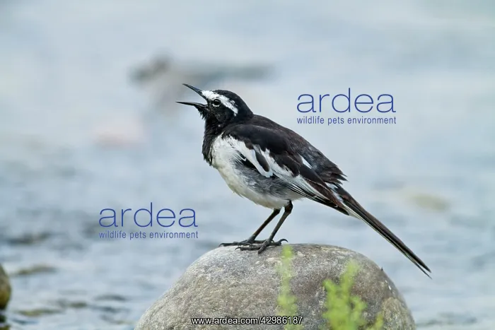 : Large White Wagtail - singing, . Corbett National : Large White Wagtail - singing, . Corbett National
