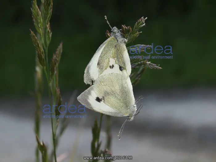 : Large White's (Pieris brassicae) mating at the : Large White's (Pieris brassicae) mating at the