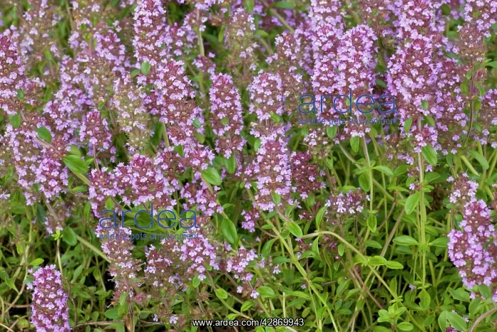 : Large Wild Thyme : Large Wild Thyme