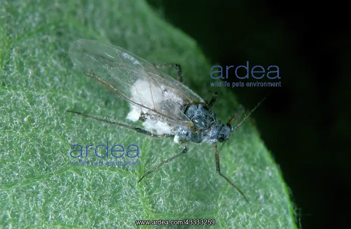: Large willow aphid : Large willow aphid