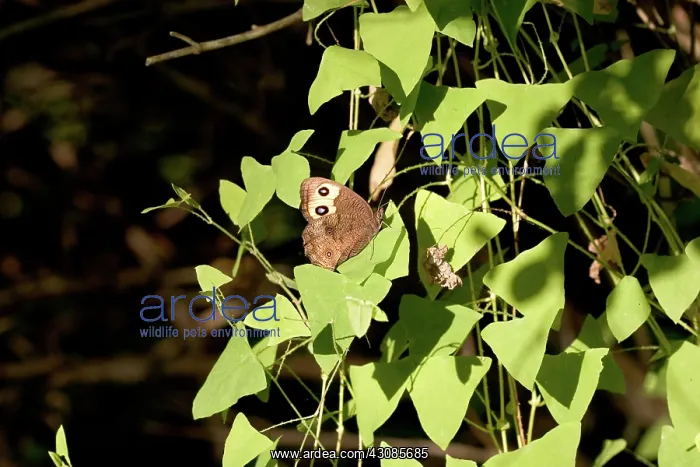 : Large Wood Nymph Butterfly : Large Wood Nymph Butterfly