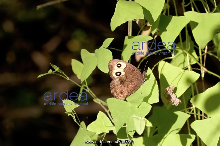 : Large Wood Nymph Butterfly : Large Wood Nymph Butterfly