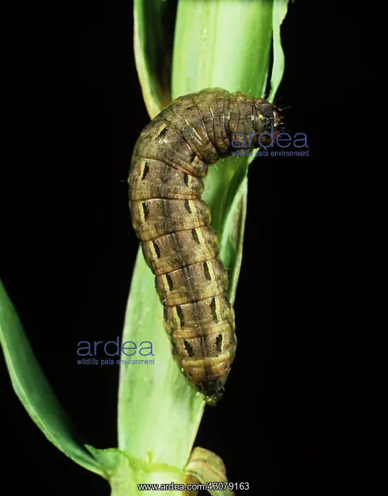: Large yellow underwing : Large yellow underwing