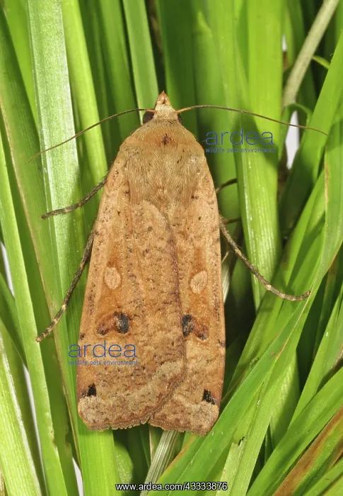 : Large yellow underwing moth : Large yellow underwing moth