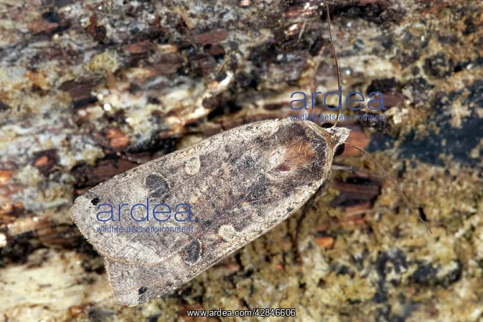 : Large Yellow Underwing Moth - male : Large Yellow Underwing Moth - male