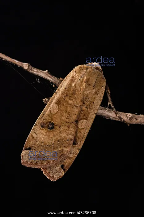: Large yellow underwing (Noctua pronuba) resting : Large yellow underwing (Noctua pronuba) resting