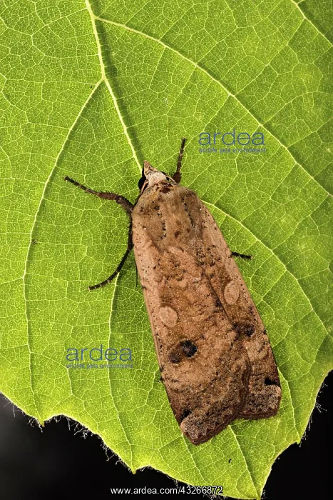 : Large yellow underwing (Noctua pronuba) resting