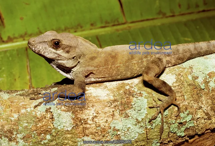  : Largehead Anole