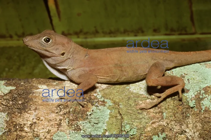 : Largehead Anole