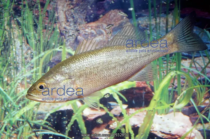: Largemouth Bass : Largemouth Bass